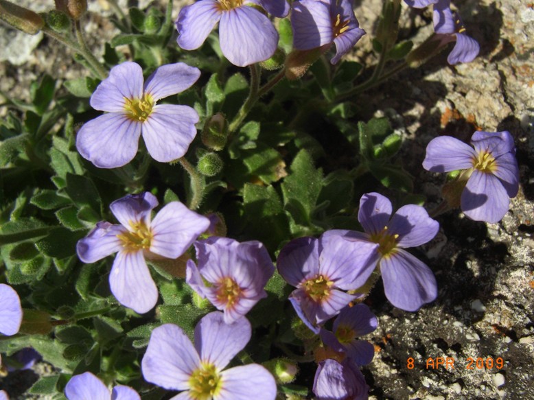 sulle mura - Aubrieta columnae